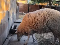 Oveja, Ovejas — foto 1