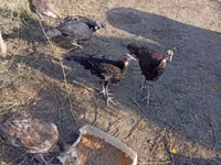 Turkeys — photo 1
