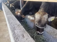 公牛, Cattle — 照片 4