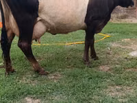 Cow, Cattle — photo 1