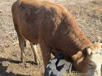 ثور, Swiss cattle — الصورة 3