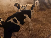 Bull, Russian Black pied cattle — photo 2