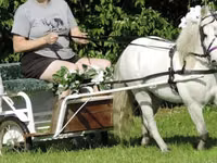 Horse (M), Miniature horse — photo 3