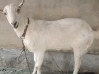 Ямааны ухна, Barbari goats — 1 зураг