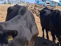 Vaca, Ganado vacuno — foto 2