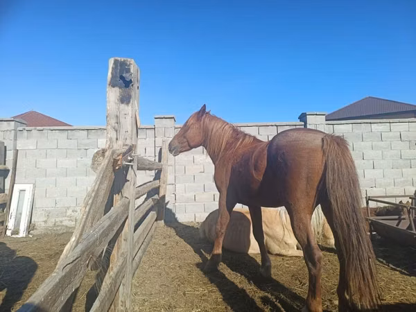 Азаргагүй морь, Kazakh horse