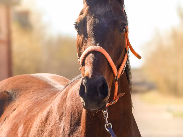 घोड़ी, Thoroughbred horse