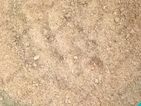 Подсолнечный концентрат БебиПро для рыбных кормов, цыплят, поросят — Foto 5