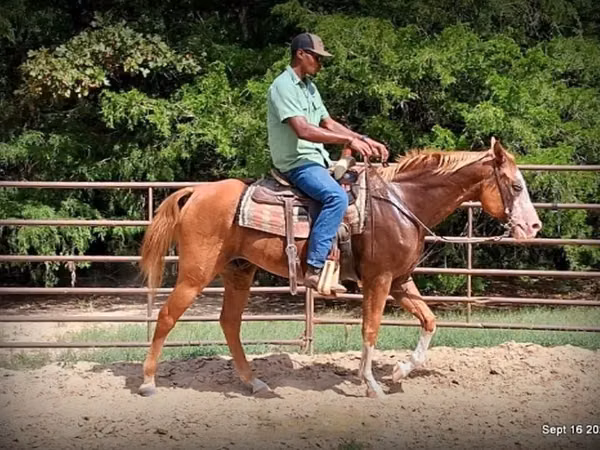 Horse (M), American paint horse