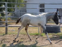 Horse (M), National Show Horse — photo 5