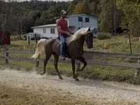 घोड़ा, Rocky Mountain Horse — फ़ोटो 6