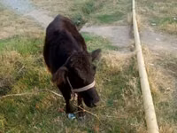 母牛, Cattle — 照片 2