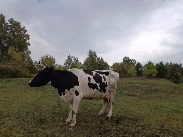 गाय, Simmental cattle