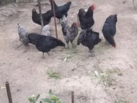 Australian Pit Game fowl — photo 2