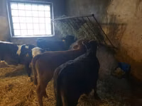 Bovinos (lote, sexo no especificado), Ganado vacuno — foto 5