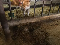 بقرة, Simmental cattle — الصورة 4