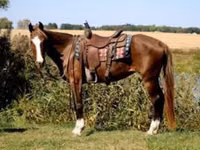母马, Rocky Mountain Horse — 照片 4