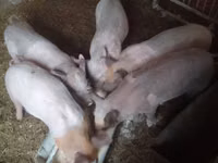 Eber, Schweine — Foto 3