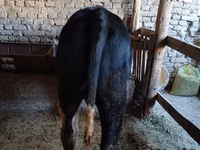 Toro, Russian Black pied cattle — foto 5