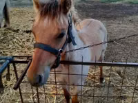 घोड़ा, Welsh Cob — फ़ोटो 1