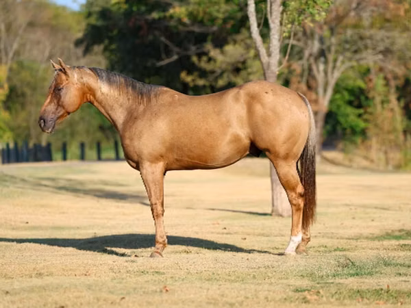 घोड़ा, Quarter Horse