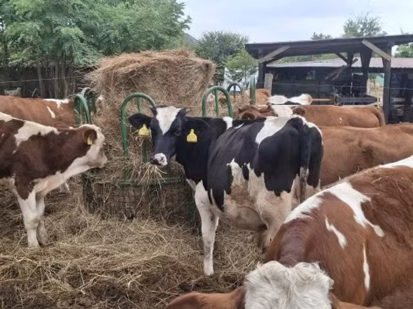 सांड, गोलस्टीन नस्ल