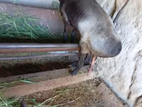 Goat, LaMancha goats — photo 1