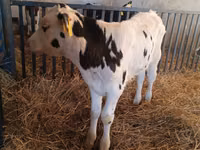 ثور, Russian Black pied cattle — الصورة 5