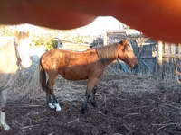 Адуу, Tiger horse — 1 зураг
