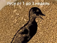 РОСТ для гусей (4 недели и старше). Профессиональная серия. Гранула 3 мм. ГОСТ — 2 зураг