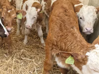 牛只（批次，未指定性别）, Cattle — 照片 3