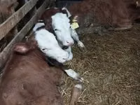 ثور, Simmental cattle — الصورة 5