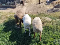 كبش, Arashan sheep — الصورة 1