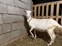 बकरी, Saanen goat — फ़ोटो 1