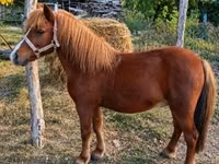 Caballo, Caballos — foto 2