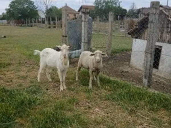 Хуц, Merino sheep