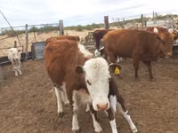 Kuh, Aberdeen-Angus — Foto 7