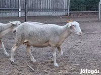 भेड़, Lacaune sheep — फ़ोटो 5