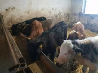Bovinos (lote, sexo no especificado), Ganado vacuno — foto 7