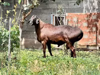 मेढ़ा, भेड़ — फ़ोटो 1
