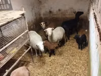 Sheep, Cameroon sheep — photo 3
