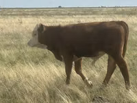 Toro, Simmental cattle — foto 2