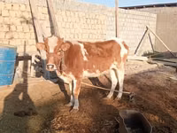 गाय, Simmental cattle — फ़ोटो 1