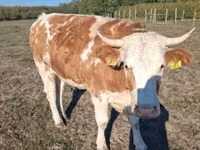 Үнээ, French Simmental cattle — 2 зураг