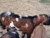 تيس, Nubian Goat — الصورة 5