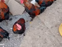 Marans — photo 4