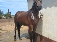 Адуу, Nonius horse — 1 зураг