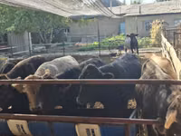 Toro, Aberdeen-Angus — foto 3