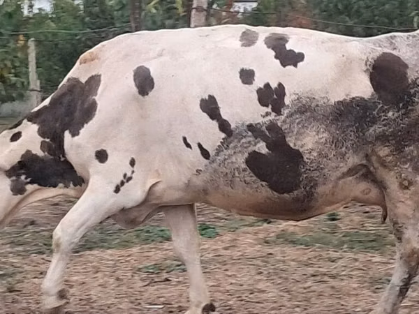 Kuh, Russian Black pied cattle