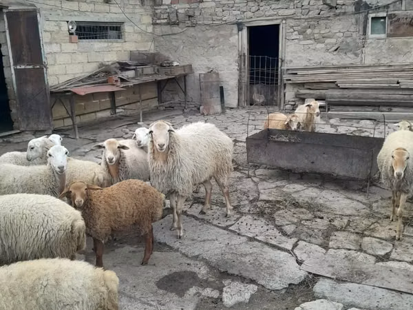 أغنام (دفعة، الجنس غير محدد), الأغنام